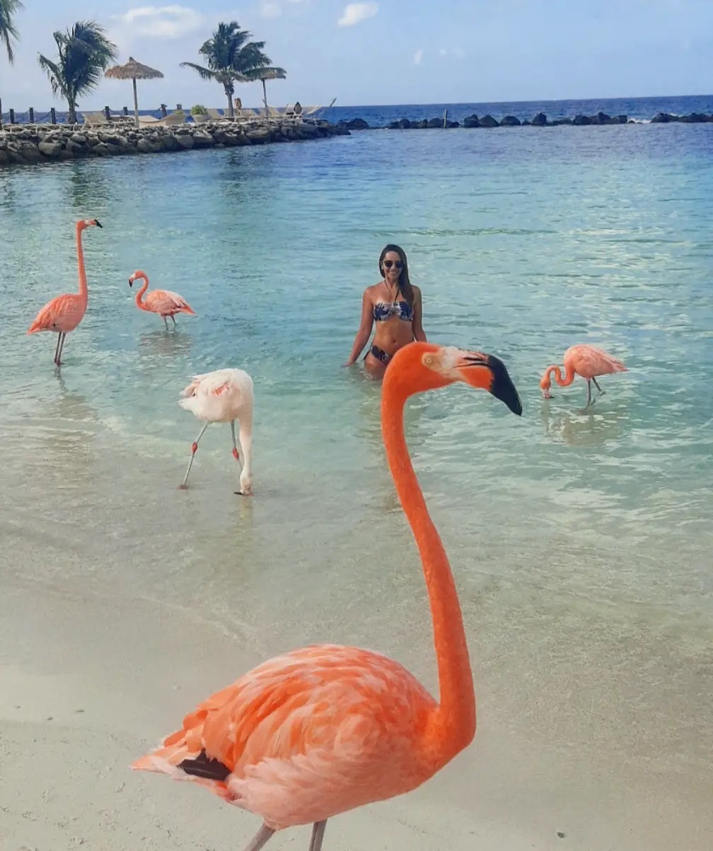 Flamingo Renaissance Aruba